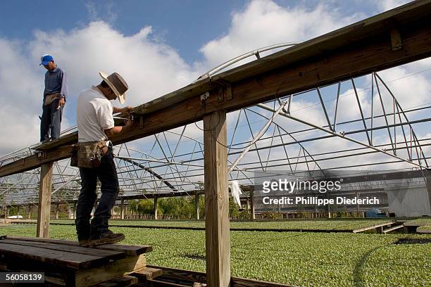 Workers at the nursery Johnson Plants Inc. Repair clips that hold plastic covers and side curtains that protect the young vegetable plants from rain,...