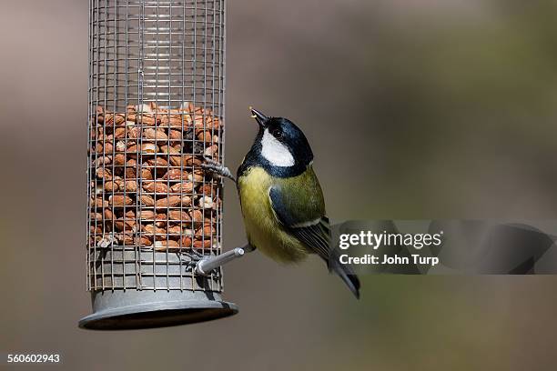 great tit feeding - chapim real imagens e fotografias de stock