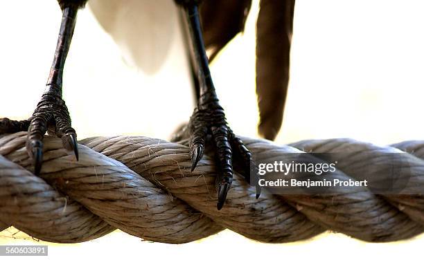Scaly Rope 179 Scaly Foot Stock Photos, High-Res Pictures, and Images - Getty Images