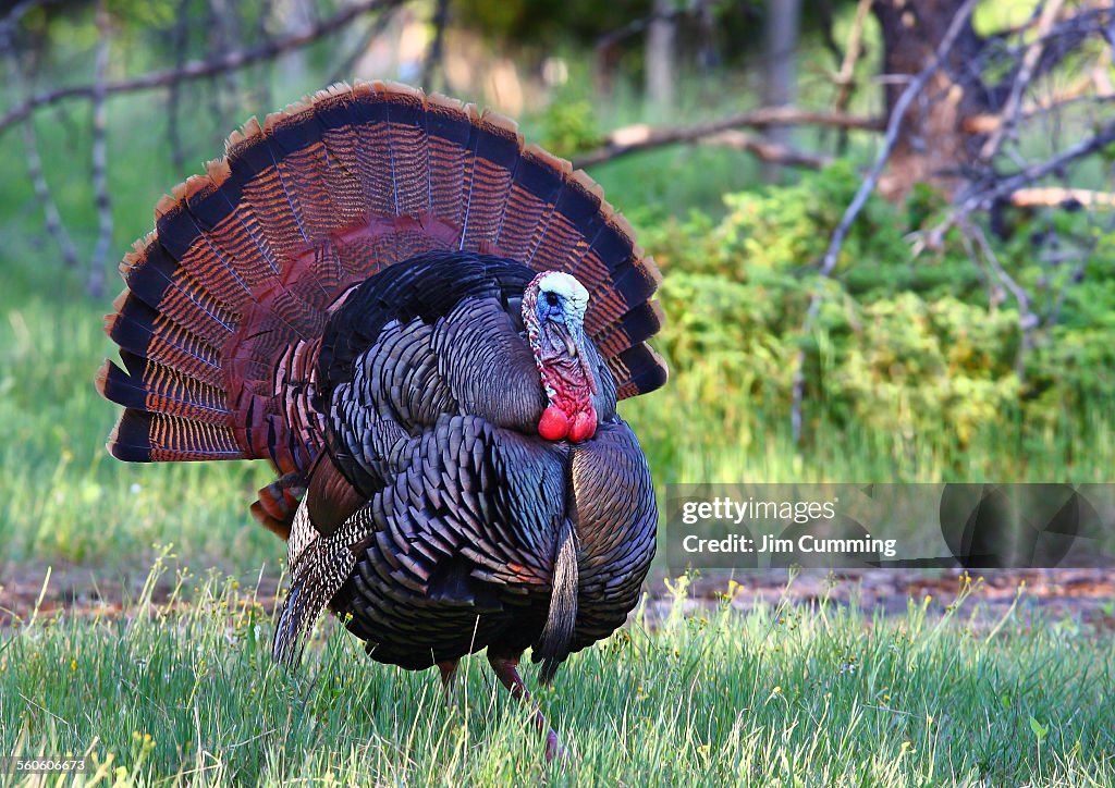 Wild turkey