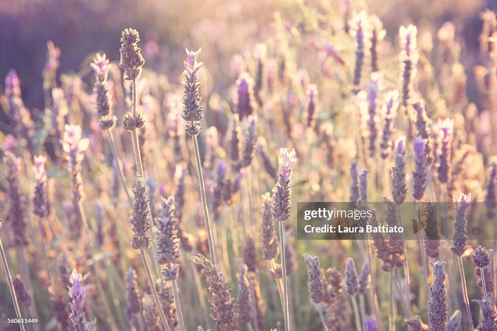 Field of lavenders glowing in the sunshine