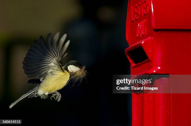 preparing for delivery - titmouse stock pictures, royalty-free photos & images
