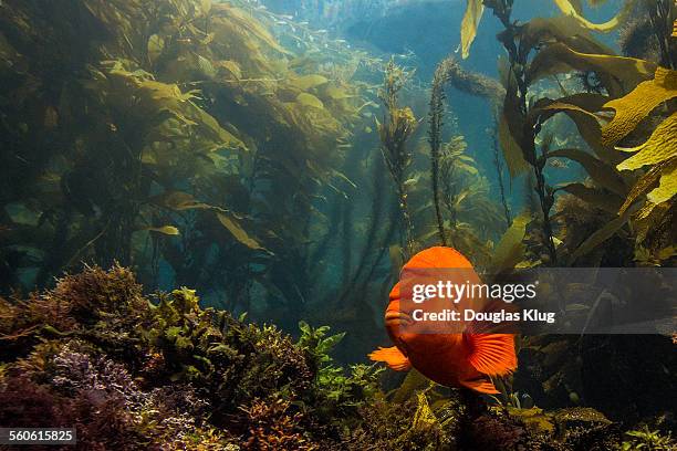 anacapa scene - channel islands national park stock pictures, royalty-free photos & images