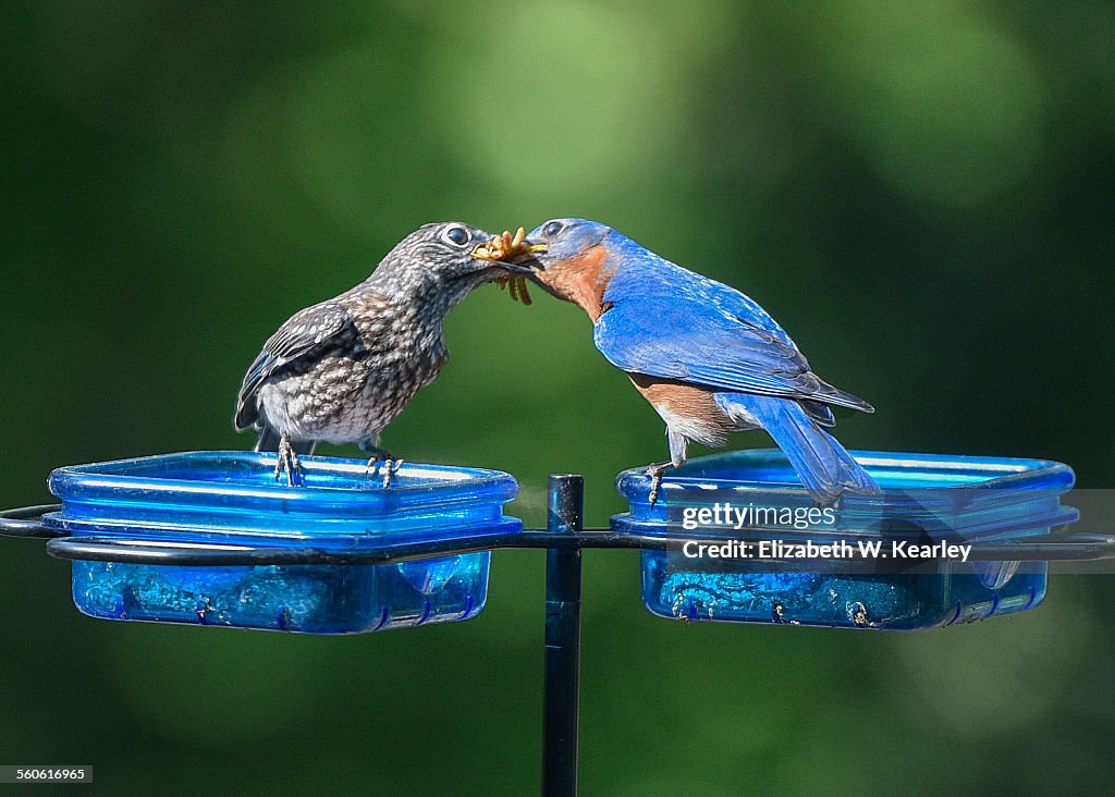 Male bluebird feeding baby bird