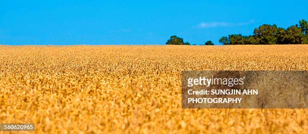 wheat field - sungjin ahn stock-fotos und bilder