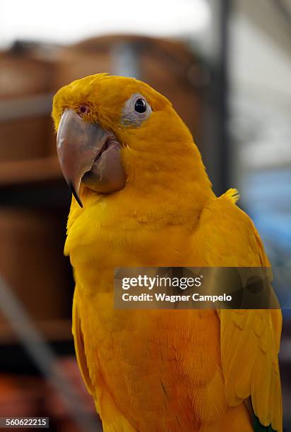 ararajuba, guaruba guarouba - ararajuba stockfoto's en -beelden