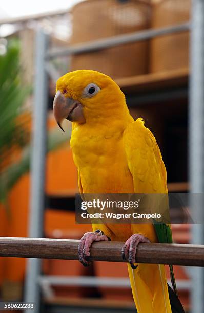 golden conure, ararajuba - ararajuba stockfoto's en -beelden