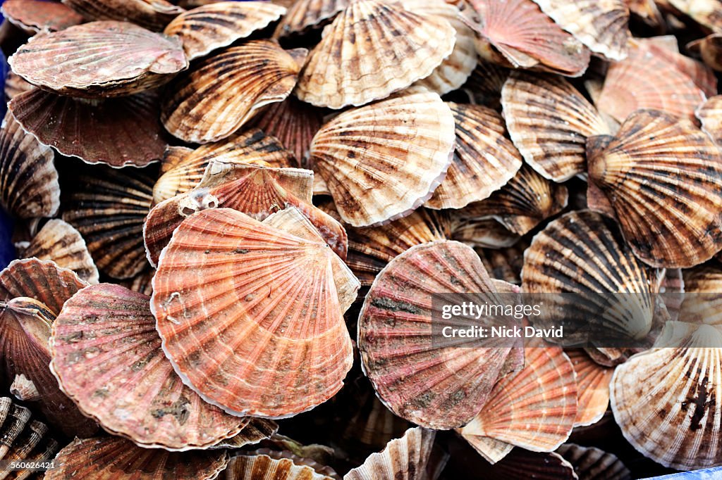 Scallop divers fishing in Scotland