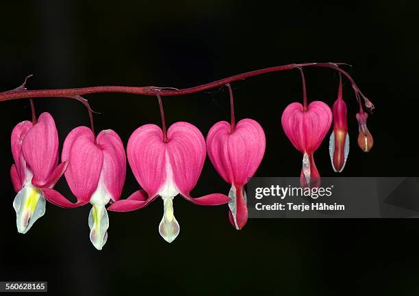 bleeding heart - bleeding heart stock pictures, royalty-free photos & images