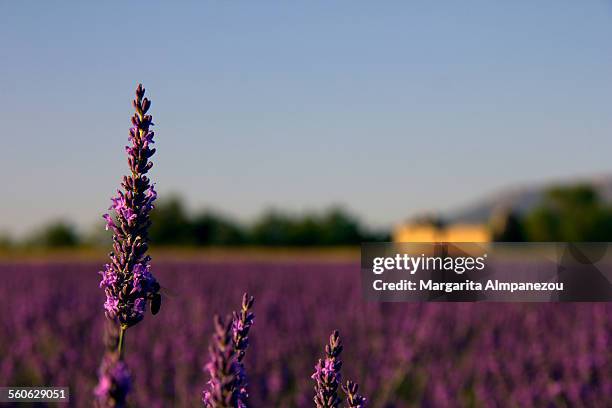 lavender - aix en provence fotografías e imágenes de stock