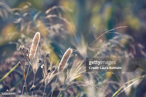 sunny glowing wildflowers - rabbit brush stock pictures, royalty-free photos & images