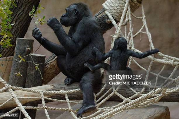 Prague, CZECH REPUBLIC: Female gorilla Kijivu with her baby Moja are pictured in Zoo Park 03 November 2005 in Prague. Czechs tired of watching humans...