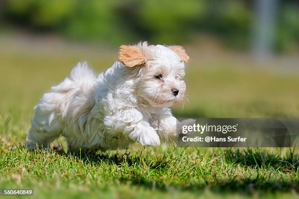 9 weeks running havanese puppy! - bichon stock-fotos und bilder