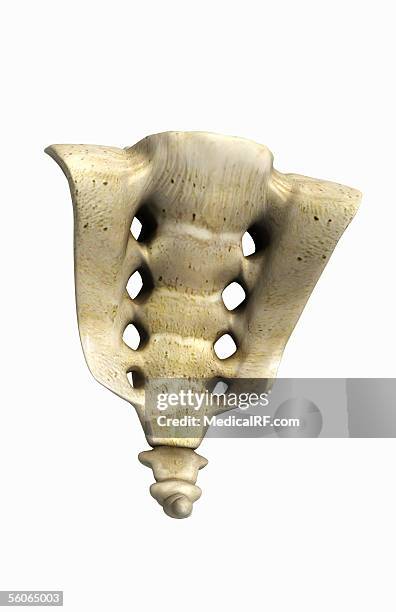 ilustrações, clipart, desenhos animados e ícones de anterior view, angled to the right hand side, of the sacrum and coccyx. - tuberosidade