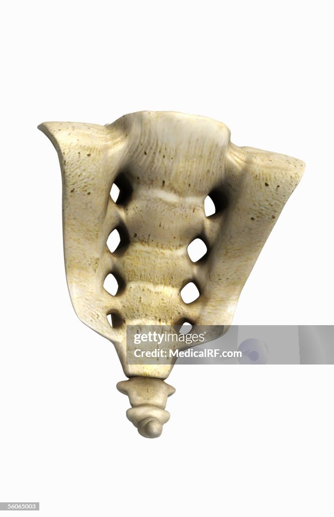 Anterior view, angled to the right hand side, of the sacrum and coccyx.