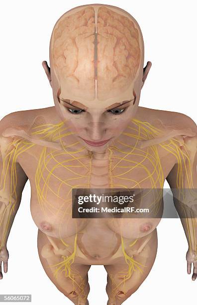 stockillustraties, clipart, cartoons en iconen met anterior view, angled from above, of a female head and torso revealing the brain and nerve structures. - temporal lobe