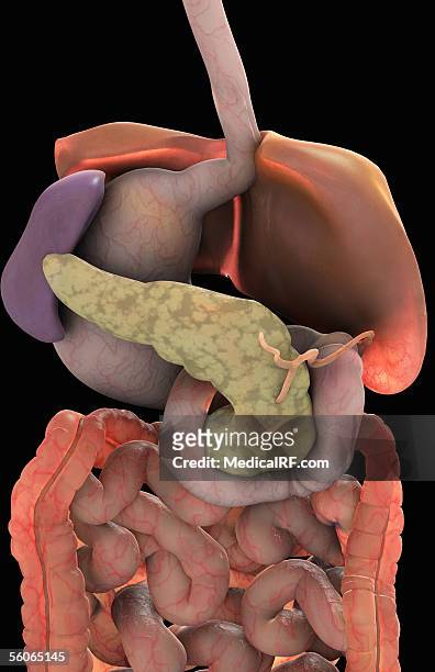 stockillustraties, clipart, cartoons en iconen met posterior close-up view of a female torso containing the digestive system. - menselijke twaalfvingerige darm