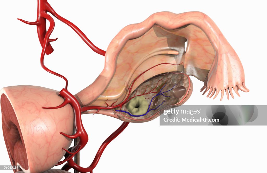 Magnified view of the left side of the female reproductive system.
