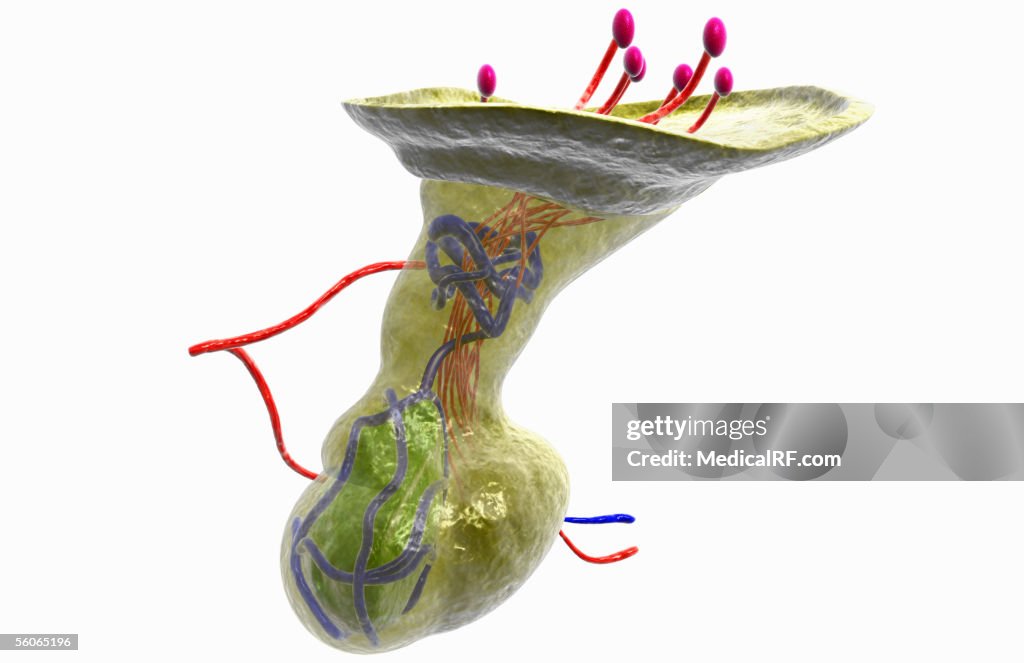 Close-up view of the pituitary gland.