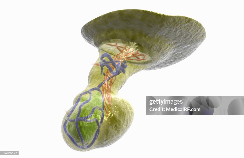 Close-up view of the pituitary gland.