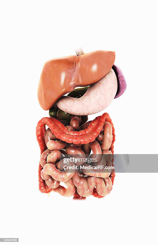 Digestive Front Anterior View Of The Digestive System High-Res Vector Graphic - Getty ...