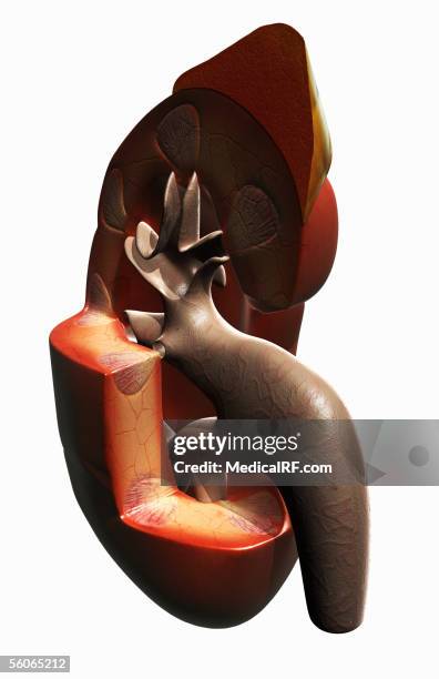 angled view of the right kidney. - renal parenchyma stock illustrations