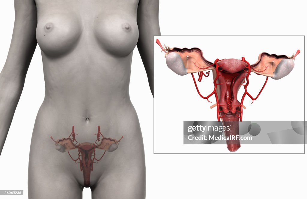 Anterior view of a female torso with the reproductive system visible.
