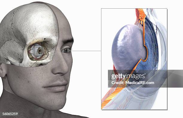 sectioned view of the eye zoomed out of a male head. - vitreous humour stock illustrations