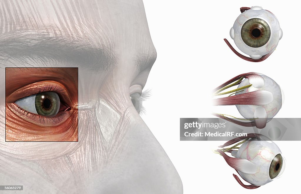 Views of the anatomy of the eye.