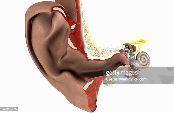 a three quarter lateral view of a sectioned ear. - ear canal stock-grafiken, -clipart, -cartoons und -symbole