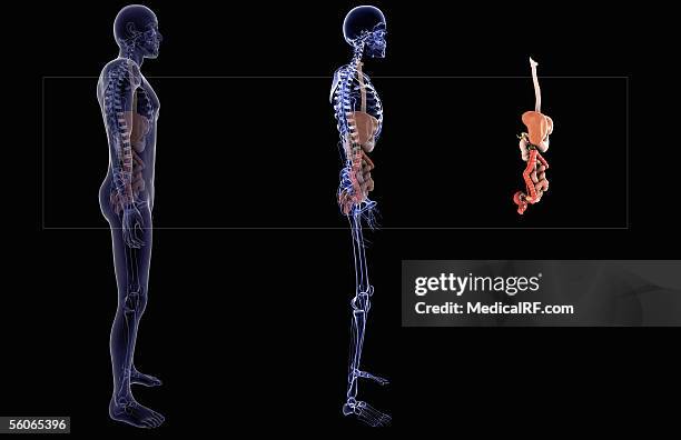 three images of the digestive system one within the human body, one within the skeletal system and one on its own. - human duodenum stock illustrations