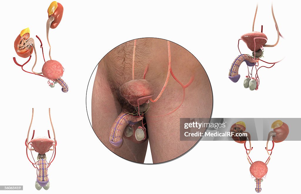 This Image shows four views of the male urinary and reproductive systems around a primary image of the male urinary and reproductive systems.
