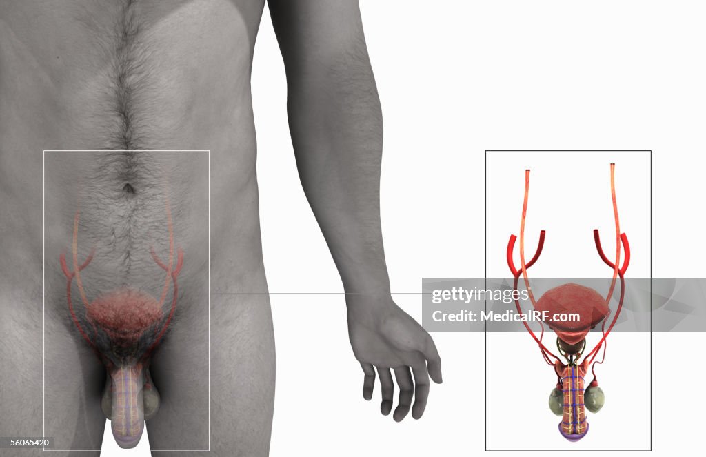 This Image shows an anterior view of the male reproductive and urinary systems.