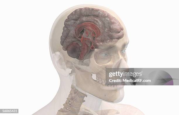 ilustraciones, imágenes clip art, dibujos animados e iconos de stock de a three quarter lateral view of a sagittal sectioned brain. - fornix