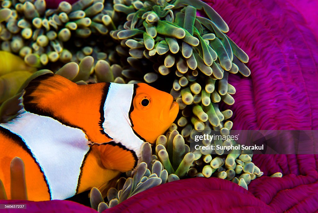 A False Percula Clownfish (Amphiprion ocellaris)