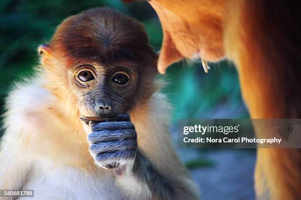 infant proboscis monkey nasalis larvatus - proboscis monkey stock pictures, royalty-free photos & images