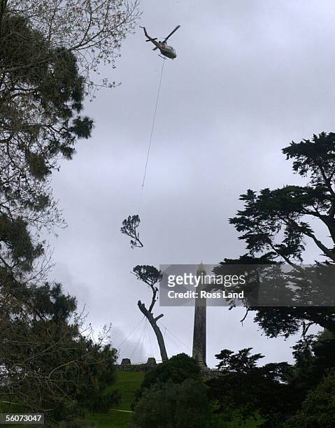 The last branches are removed by helicopter after being cut from the lone pine tree on One Tree Hill. A dawn ceremony was held this morning by local...
