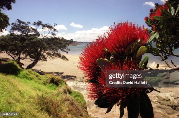 Pohutukawa tree in flower at Narrow Neck Beach Auckland.