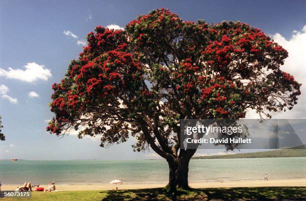 Pohutukawa tree in flower at Narrow Neck Beach Auckland.