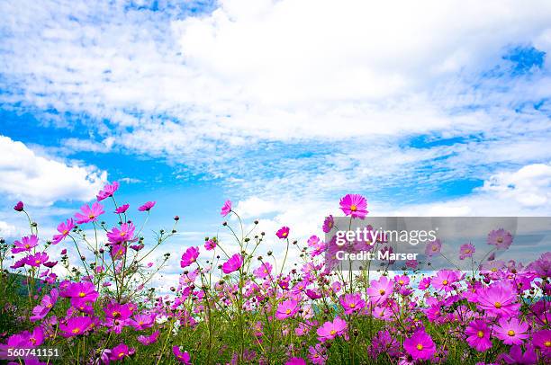 cosmos flowers in the wind - cosmos flower stock pictures, royalty-free photos & images