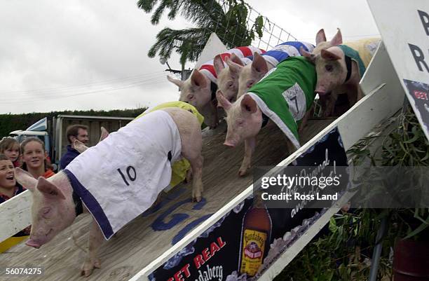 Contestants in the Mayfield Agricultural and Pastural show pig races negotiate the bridge in race three of the 11th annual contest held at Mayfield...