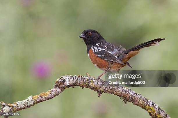 spotted towhee - towhee stock pictures, royalty-free photos & images