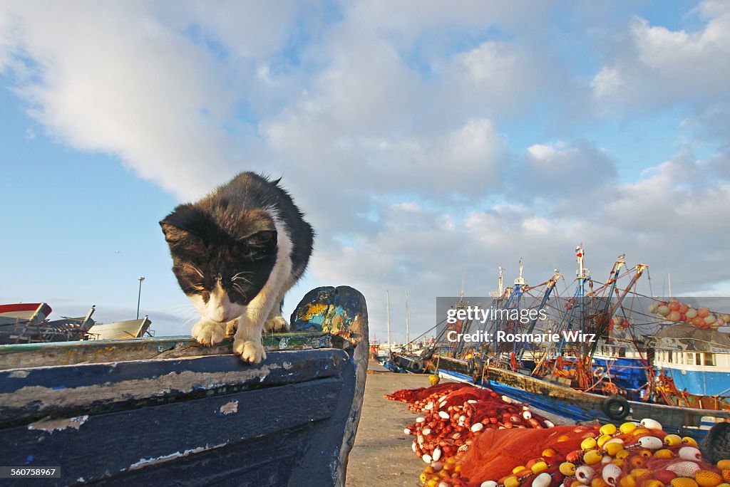 Cat on boat