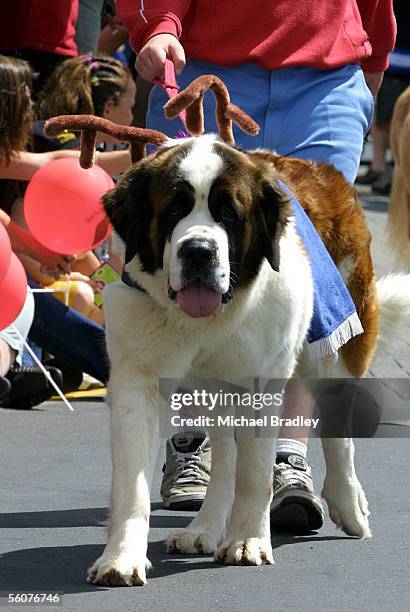 Dogs and horses were all part of the Browns Bay Christmas Santa Parade on the North Shore of Auckland, Saturaday.