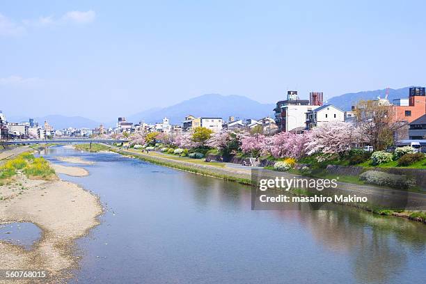 spring view of kamo river, kyoto city - kamo river stock pictures, royalty-free photos & images