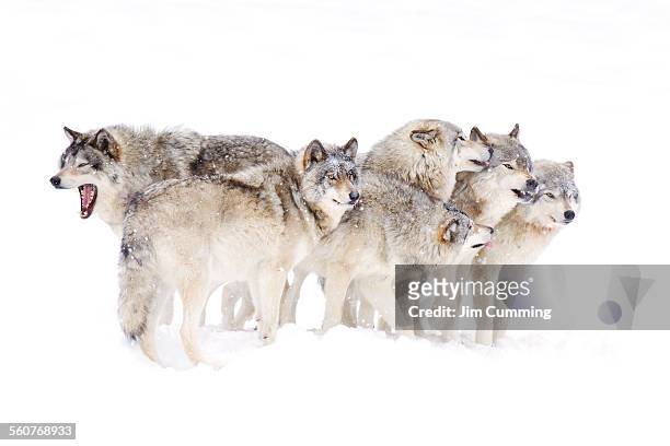 timber wolf family - grijze wolf stockfoto's en -beelden