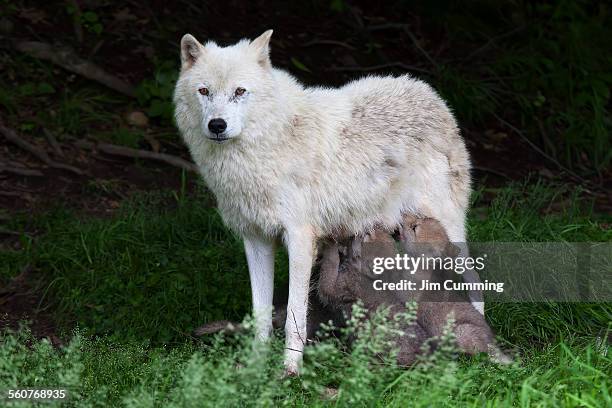 arctic wolf pups feeding - wolf cub stock pictures, royalty-free photos & images