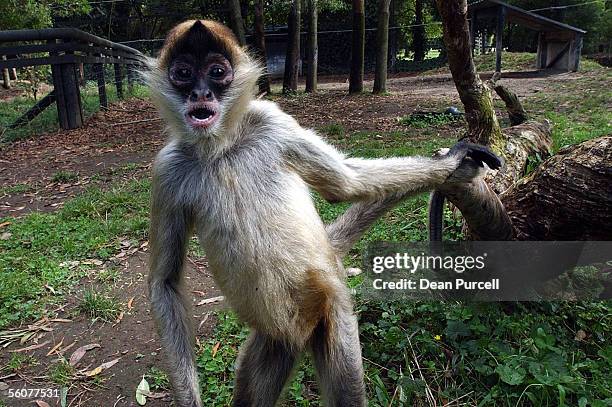 1,674 Spider Monkey Photos and Premium High Res Pictures - Getty Images 1,674 Spider Monkey Photos and Premium High Res Pictures - Getty Images