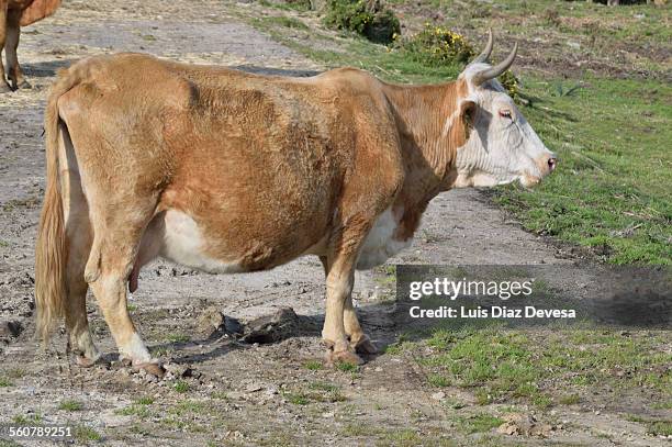 pregnant cow - flehmen behaviour foto e immagini stock