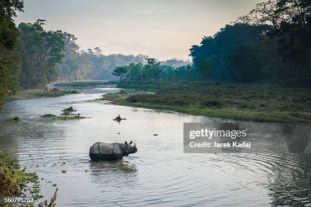 wild rhinoceros crosing river at sunrise. - nepal rhino stock pictures, royalty-free photos & images